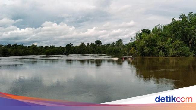 Menyelami Budaya Suku Dayak dan Bertemu Orang Utan di Sei Gohong