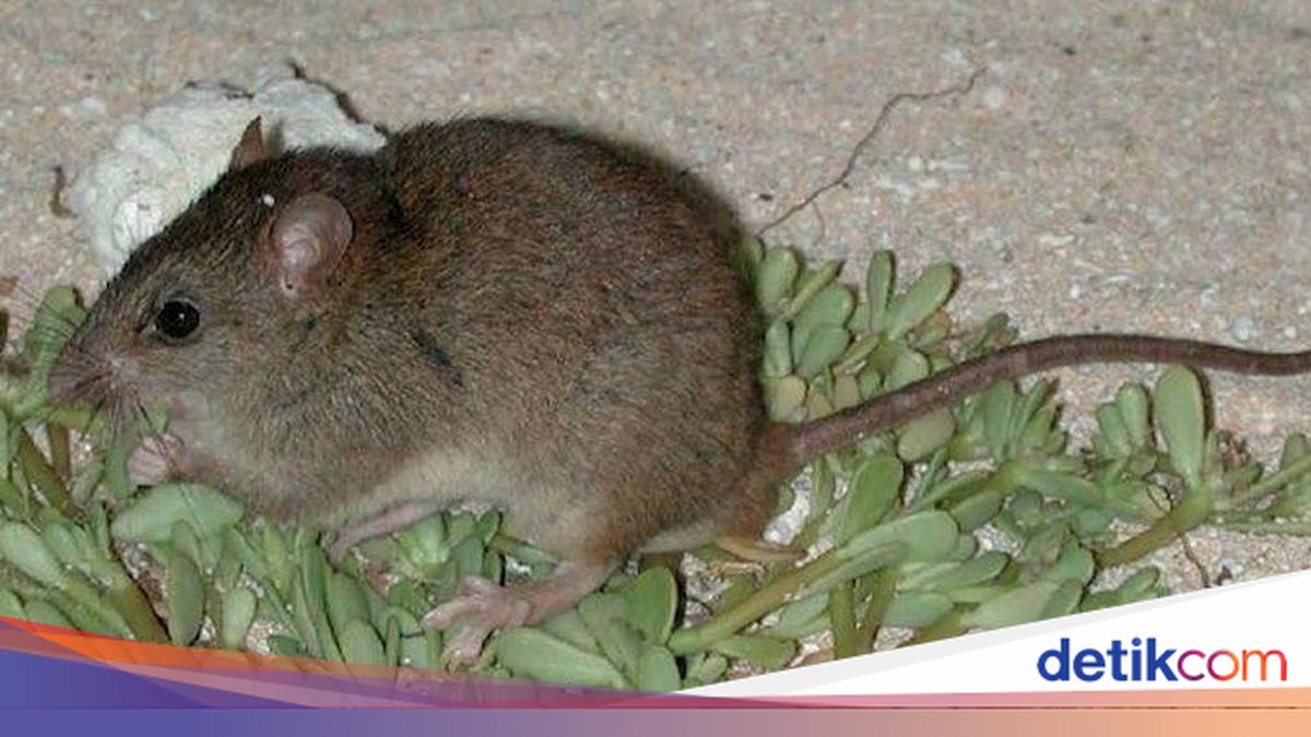 5 Cara Mengusir Tikus Tanpa Racun dan Aman Bagi Anak