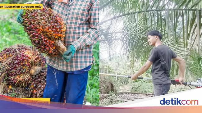 Kisah Pemuda 20 Tahun Sukses jadi Petani Kelapa Sawit Gaji Rp 25 Juta