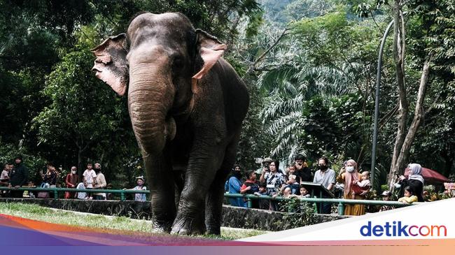 Nostalgia Warga Usai Terakhir ke Ragunan Tahun '80-an