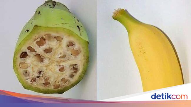 Unik! 10 Tampilan Pisang hingga Jagung Sebelum dan Sesudah Evolusi