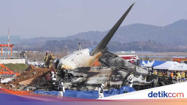 Bird Strike Terkait Kecelakaan Jeju Air, Apa Itu?