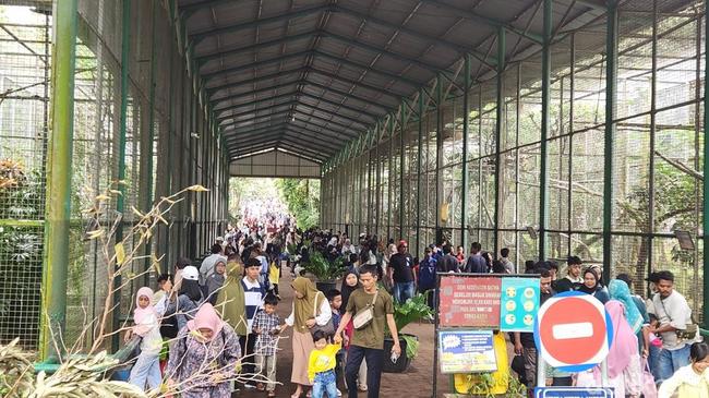 48 Ribu Pengunjung Serbu Ragunan hingga Siang Ini, Tertinggi Sejak Libur Natal