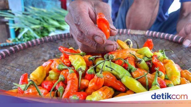 Gagal Panen di Mana-mana, Harga Cabai Makin Pedas!