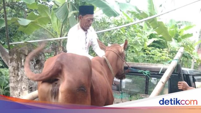 Sapi Ramai Ratusan Sapi di Sumenep Terserang Penyakit, Warga Ramai-ramai Jual Murah