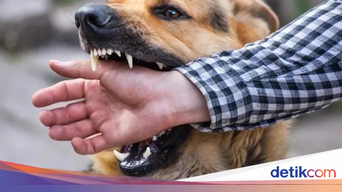 Rabies Dog Attacks Kill Government Workers in Kupang: Full Timeline & Deadly Impact