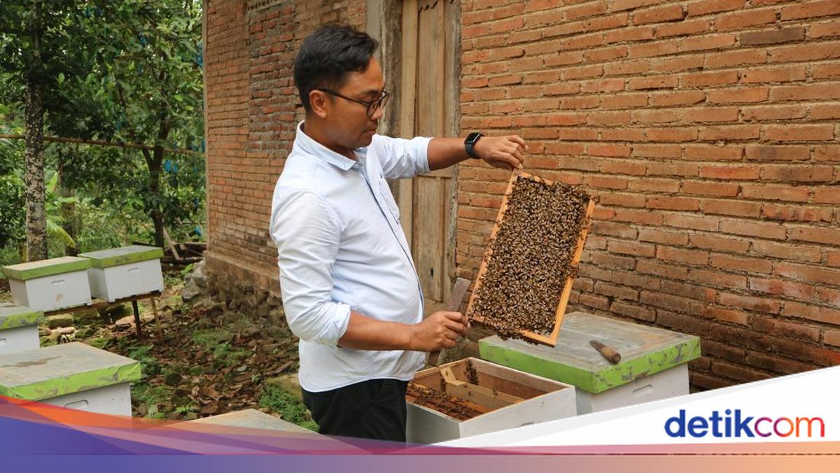 Mengunjungi Desa Penghasil Madu di Pati, 12 Ton Setahun-Dikirim hingga Riau