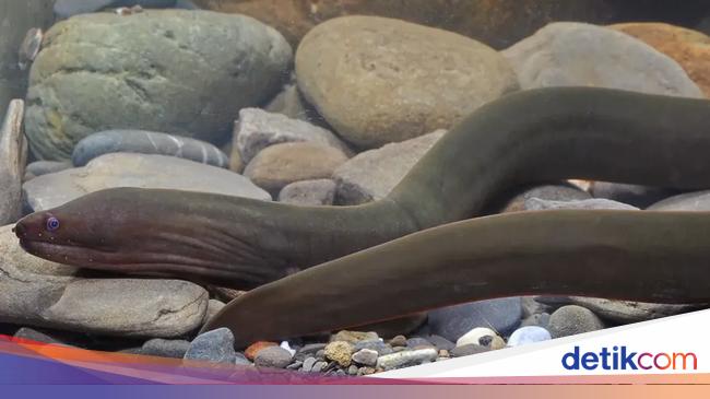 Belut Itu Ikan atau Ular? Terungkap! Ini Jawaban Ilmiah &amp; Klasifikasinya
