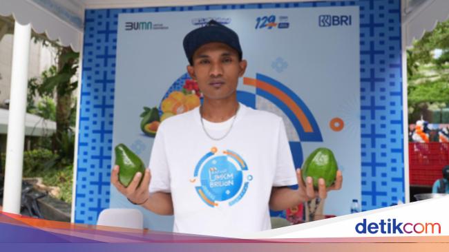 Program Klasterku Hidupku BRI Berdayakan Petani Alpukat Probolinggo