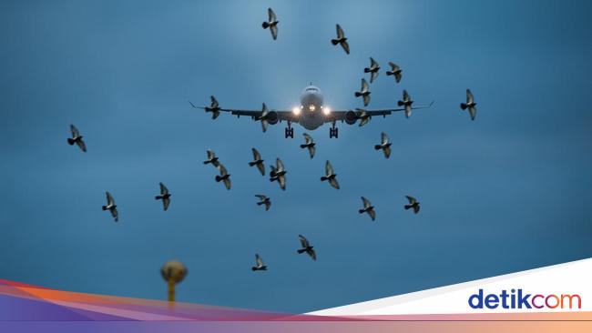 Pakar Jelaskan Kenapa Burung Bisa Sangat Membahayakan Penerbangan