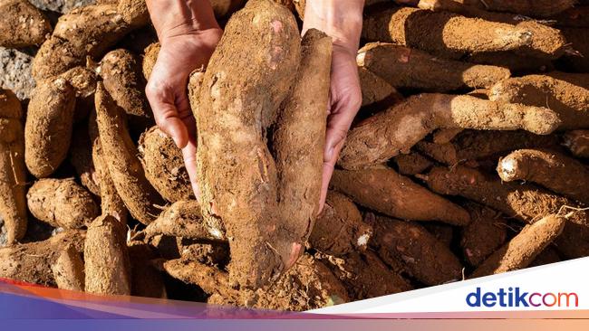 Kondisi Pahit Petani Singkong RI: Produksi Turun, Hasil Panen Tak Laku