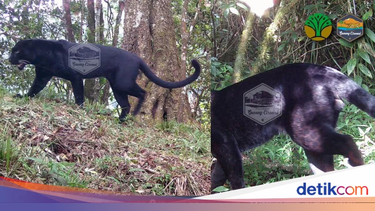 Tiga 'Raja Rimba' Penghuni Asli Gunung Ciremai Terdeteksi