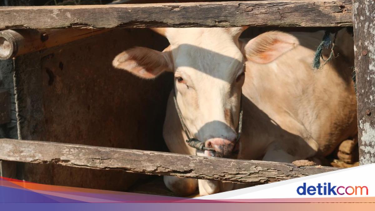 Api Sapi Prabowo Salurkan Sapi Meugang untuk 1.455 Desa Kena Bencana di Aceh