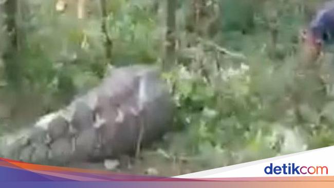 Perut Ular Python Kronologi Warga di Luwu Lacak Sapi Hilang di Perut Ular Piton Pakai Anjing