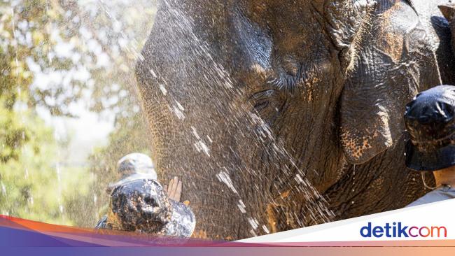 Usai Turis Tewas Saat Mandikan Gajah, Pakar: Mesin Uang Berkedok Konservasi