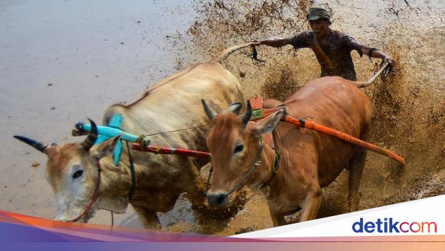 Melihat Keseruan Pacu Jawi untuk Bangkitkan Pariwisata di Tanah Datar