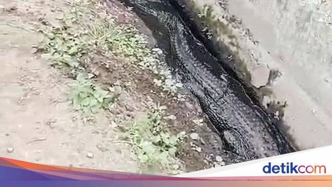 Ngerinya Kemunculan Buaya di Got Permukiman Warga Karawang