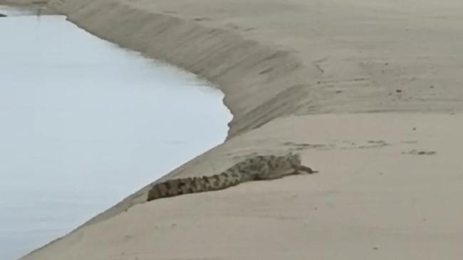 Warga Resah Muncul 2 Buaya di Kawasan Pantai Cine Bangka Barat