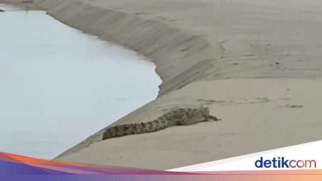 Warga Resah Muncul 2 Buaya di Kawasan Pantai Cine Bangka Barat