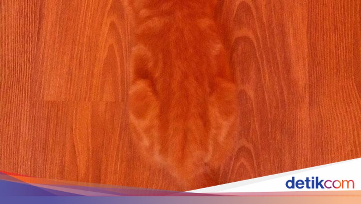 Uji Mata Anda, Hewan dan Benda Ini Menyatu dengan Sekitarnya