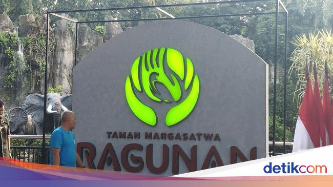 Elang Bondol Jadi Logo-Maskot Baru Taman Margasatwa Ragunan