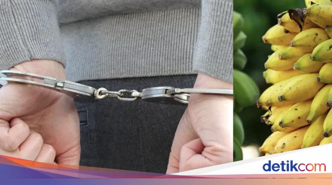 Duh! Ayah 3 Anak Ini Ketahuan Curi Pisang dan Dipenjara 3 Bulan