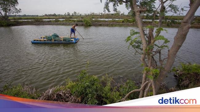 Revitalisasi 20 Ribu Ha Tambak di Pantura Buka Lapangan Kerja 119.100 Orang