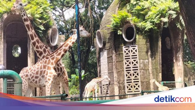 Begini Kondisi Bayi Jerapah 'Rajaka' yang Baru Lahir di Ragunan