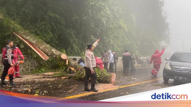 Polisi Evakuasi Pohon Tumbang Tutup Jalan Berastagi-Medan