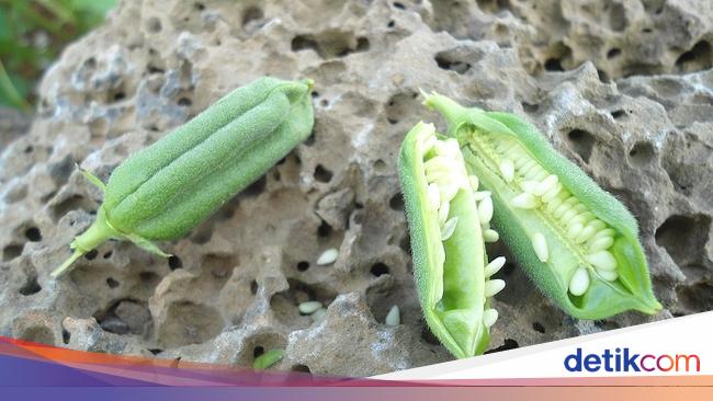 Wow! Begini Ternyata Bentuk Tanaman Biji Wijen hingga Saffron