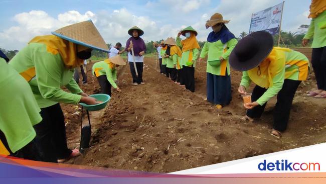 Tanam Padi-Jagung, Peringatan Hari Desa di Subang Dukung Ketahanan Pangan