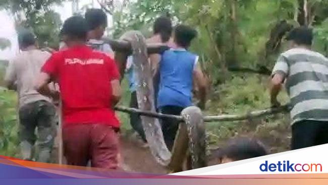 Remaja di Sulbar Digigit-Dililit Piton 6 Meter, Ibu Paksa Buka Mulut Ular