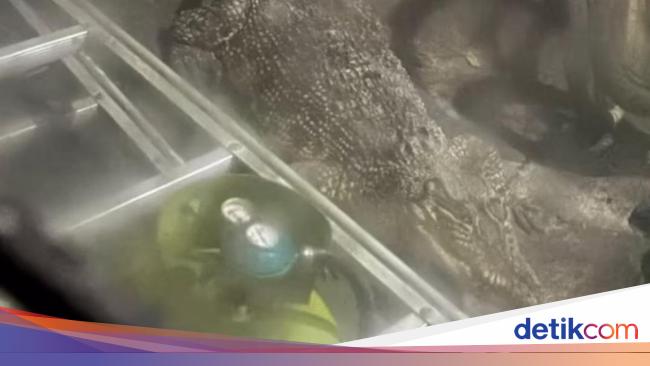 Buaya 3 Meter di Surabaya Dievakuasi Karena Pemiliknya Tak Sanggup Rawat