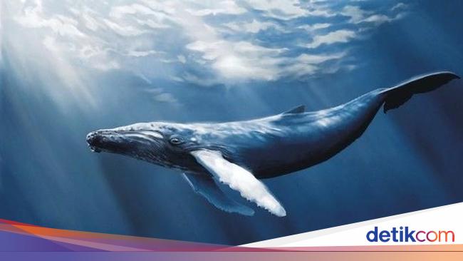 Melihat Hewan Raksasa Penghuni Laut yang Menakjubkan