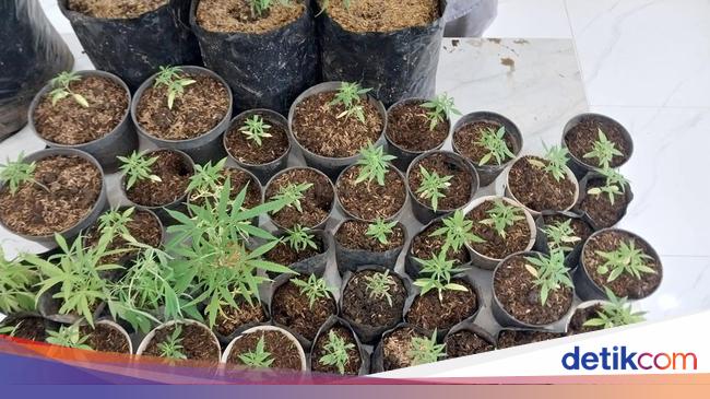 Sarjana Pertanian di Malang Budi Daya Ganja di Rumah Berujung Ditangkap