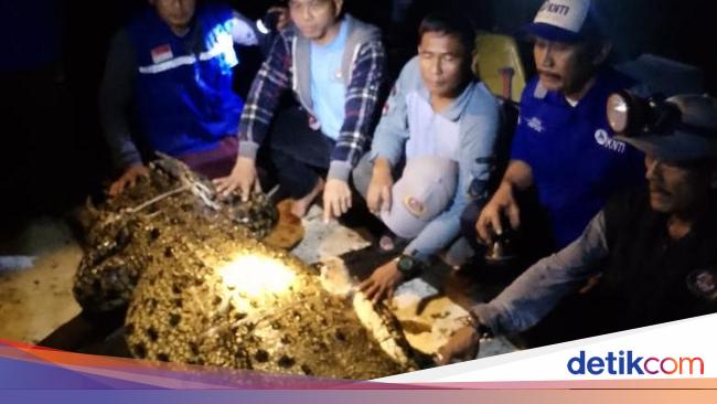 Heboh Tempat Penangkaran Buaya Jebol di Batam, Beruntung 35 Ekor Ditangkap