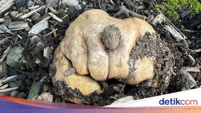 Foto yang Dapat Mengecoh Mata, Harus Jeli Banget Lihatnya