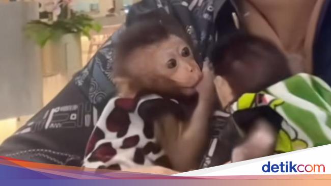 Viral Selebgram Palembang Bawa 2 Anak Monyet ke Mal, Berakhir Diusir Satpam