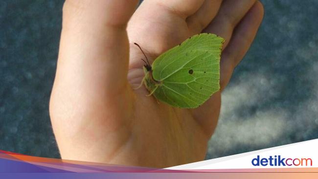 Hal Unik yang Terabadikan Kamera, Perlu Lihat Dua Kali untuk Menyadarinya