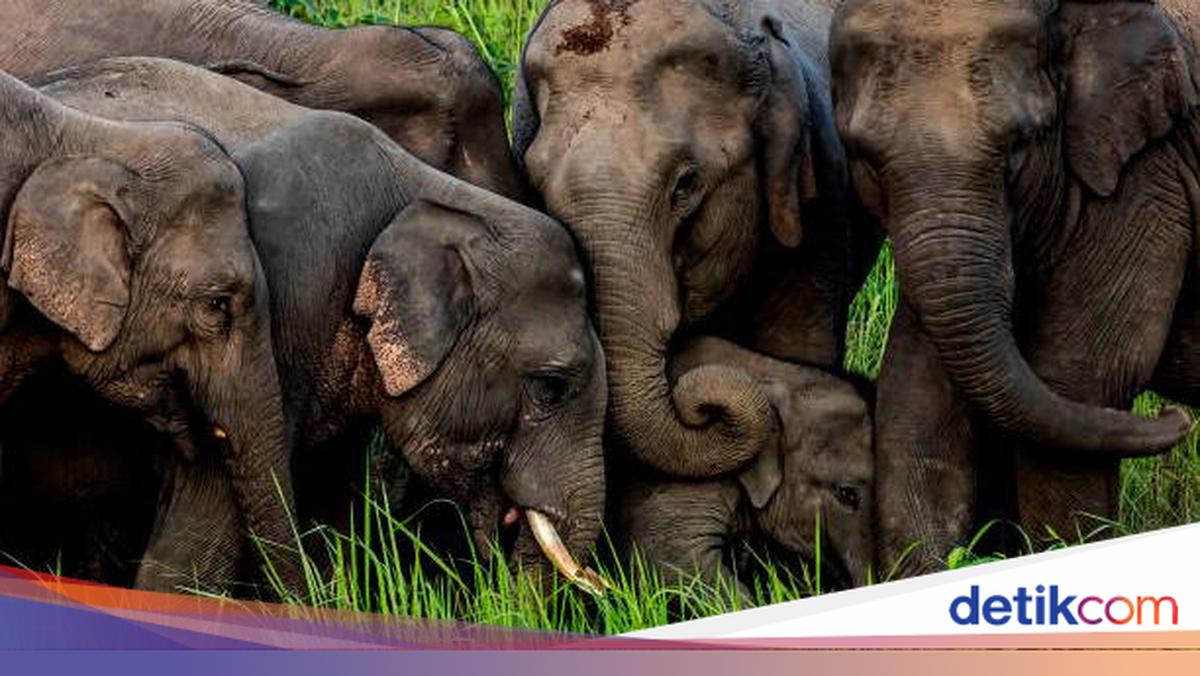 7 Ekor Gajah Mati Tertabrak Kereta Api di India