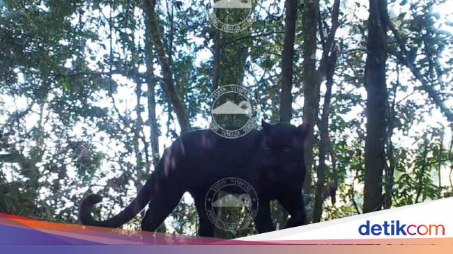 2 Ekor Macan Tutul Terekam Kamera di Kawasan TN Bromo Tengger Semeru