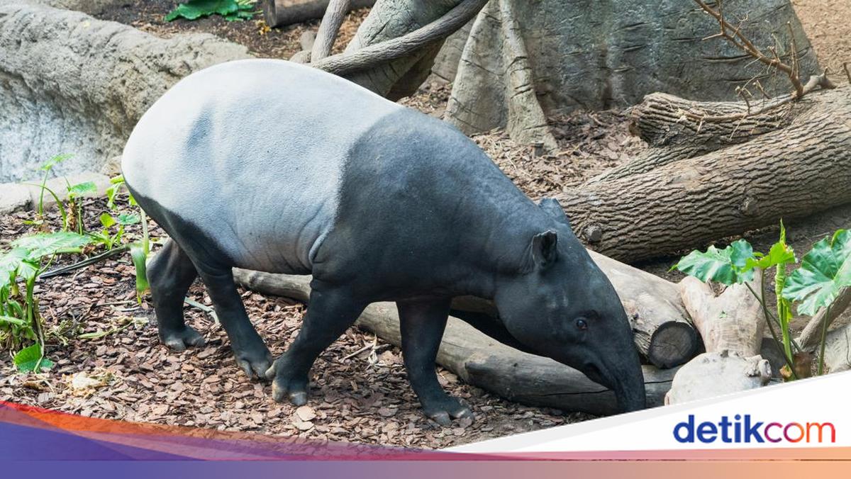 Mengapa Tapir Dilindungi? Ini Alasan, Aturan, dan Sanksinya