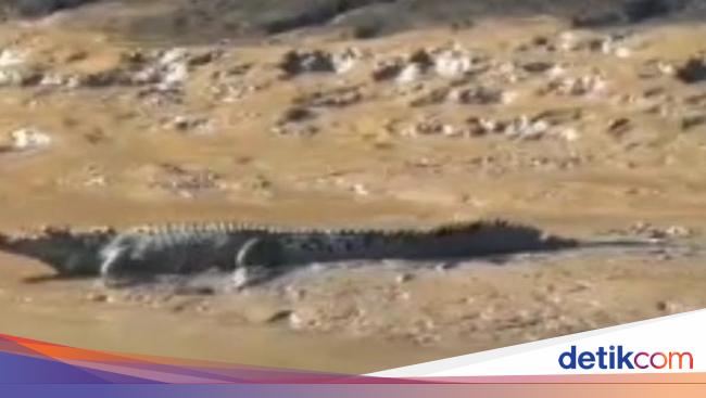 Serangan Buaya di Indonesia Tertinggi Dunia, Kerusakan Habitat Penyebab Utama