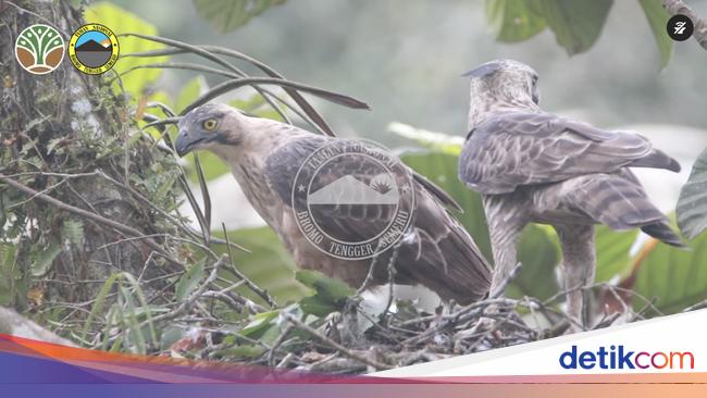 Lambang RI, Sang Garuda Lestari di Kawasan Bromo