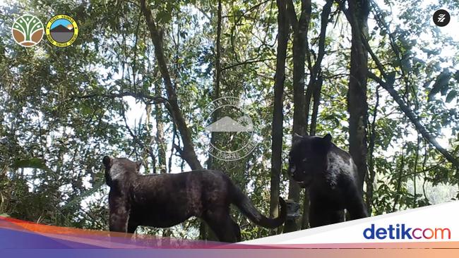 Macan Tutul Jawa Terekam di Kawasan Bromo Predator Terbesar yang Tersisa