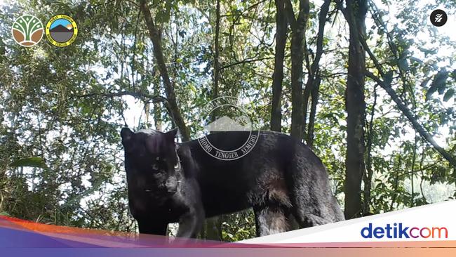 Foto Macan di Kawasan Bromo