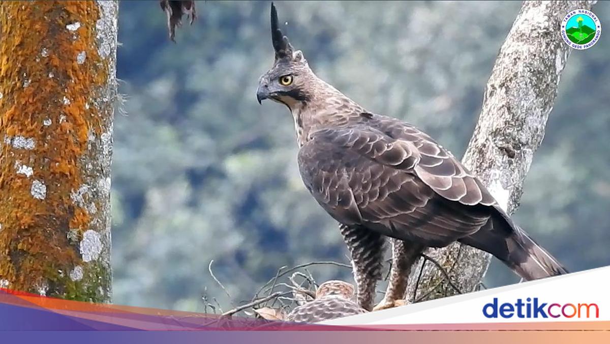 Api Daduli Fakta Seputar Lagu Manuk Dadali yang Tidak Banyak Orang Tahu