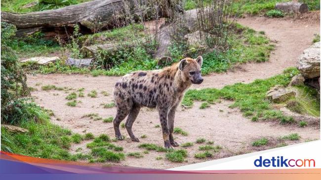 Spotted Hyena Found in Egypt After 5,000 Years