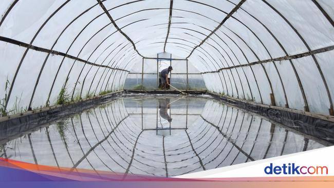 Prabowo Minta Industri Pangan-Farmasi Pakai Garam Lokal Mulai 31 Desember