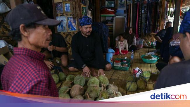 Januari Jadi Bulan Durian Baduy, Satu Pohon Bisa 1.000 Butir